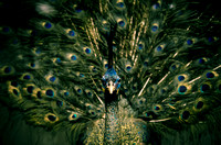 HMNH Peacock